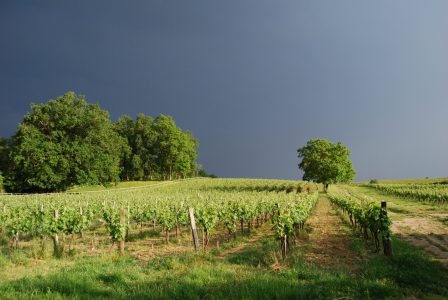 Nos vignes
