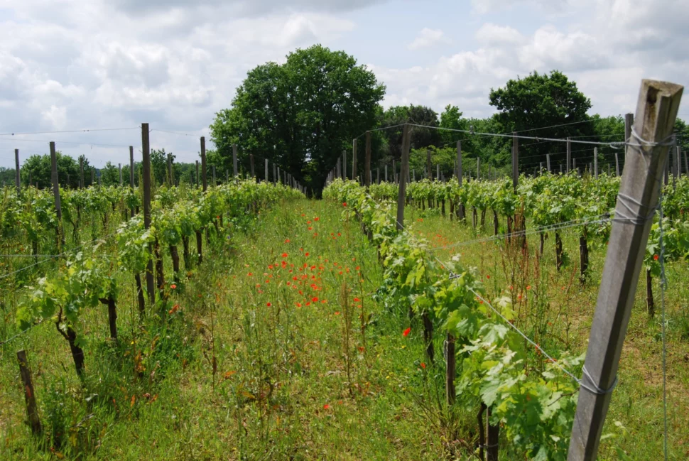 Biodynamie du sol Chateau les Mangons