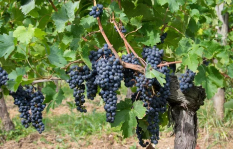 Raisin vignoble Chateau les Mangons