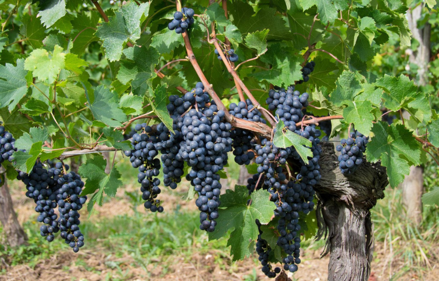 Raisin vignoble Chateau les Mangons