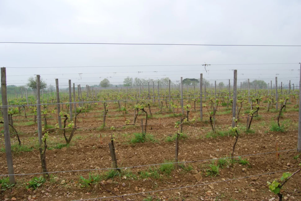 Vignoble en hiver Chateau les Mangons