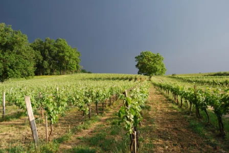 Vignoble Chateau les Mangons Coucher de soleil