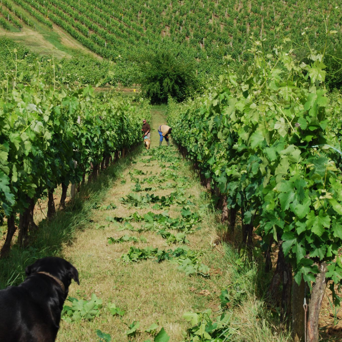 Terroir de Chateau les Mangons